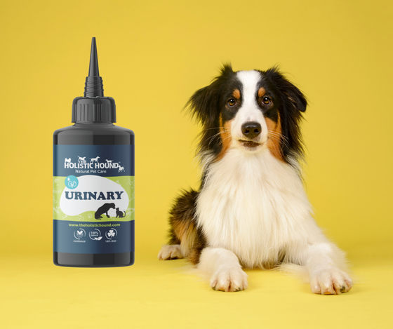 Fundamentals: Urinary