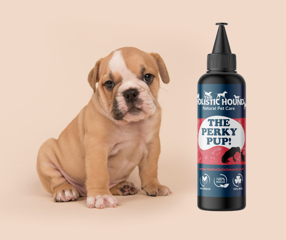 The Perky Pup!